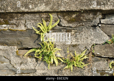 Tausend Spleenwort machen eine Holdfast an alten senkrechten Wand unter Gesicht Risse Rendern "und" Slate rock Stockfoto