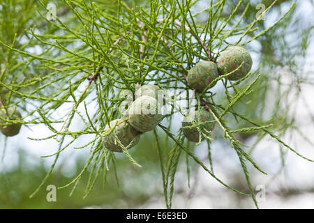 Teich-Cypress Zapfen und Blätter (Taxodium Ascendens) Stockfoto