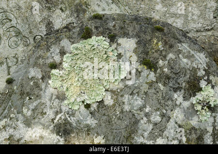 Foliose grünen Flechten runder Ring Patch Patches Invasion auf Kalkstein alten Grabstein verschlechtert Stockfoto