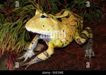 Surinam gehörnten Frosch Ceratophrys Cornuta Amazonas gehörnten Frosch Stockfoto