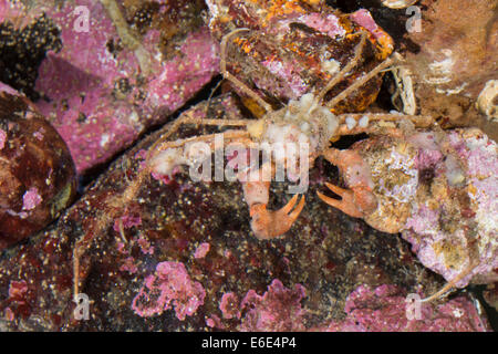 Scorpion Seespinnen, Seespinnen, Dornige Gespensterkrabbe, Seespinne, Anemonenkrabbe, Inachos dorsettensis Stockfoto