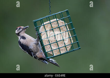 Buntspecht, Vogel Fütterung, Buntspecht, Vogelfütterung, Vogelfutter, Dendrocopos großen, Vogelfutter, Vögel zu füttern Stockfoto