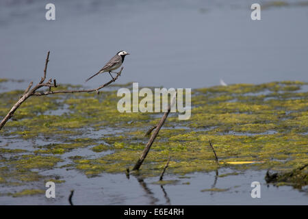 Trauerschnäpper Bachstelze, Trauerschnäpper Bachstelze, Bachstelze, Bach-Stelze, Motacilla alba Stockfoto