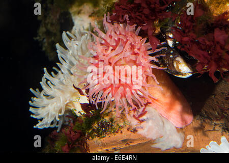 Nördlichen roten Anemone, Anemone Dahlie, Dickhörnige Seerose, Braune Seedahlie, Urticina Felina, Tealia Felina, Seeanemone Stockfoto