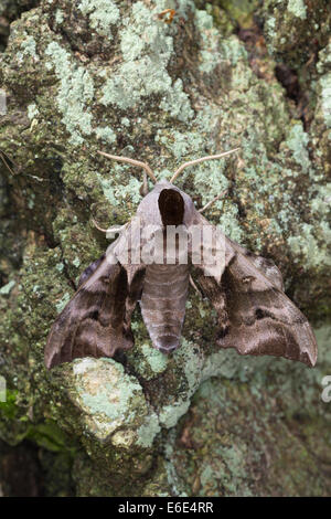 Eyed Hawk-Moth, Eyed Hawkmoth, Abendpfauenauge, Abend-Pfauenauge, Smerinthus Ocellata, Smerinthus Ocellatus, Schwärmer Stockfoto