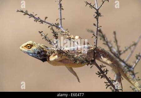 Southern-Rock Agama (Agama Atra), Männlich, Kgalagadi Transfrontier Park, Northern Cape, Südafrika Stockfoto