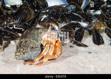 Gemeinsamen Einsiedlerkrebs, Gemeiner Einsiedlerkrebs, Einsiedler-Krebs, Pagurus Bernhardus, Eupagurus Bernhardus, in Schneckengehäuse Stockfoto