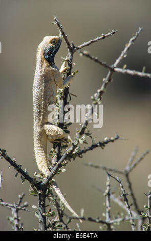 Southern-Rock Agama (Agama Atra), Männlich, Kgalagadi Transfrontier Park, Northern Cape, Südafrika Stockfoto