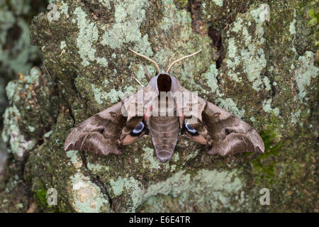 Eyed Hawk-Moth, Eyed Hawkmoth, Abendpfauenauge, Abend-Pfauenauge, Smerinthus Ocellata, Smerinthus Ocellatus, Schwärmer Stockfoto