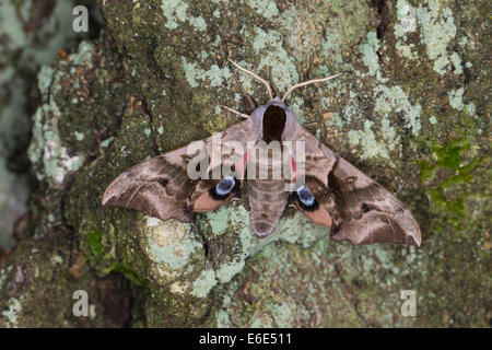 Eyed Hawk-Moth, Eyed Hawkmoth, Abendpfauenauge, Abend-Pfauenauge, Smerinthus Ocellata, Smerinthus Ocellatus, Schwärmer Stockfoto