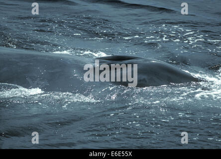 Blauwal - Balaenoptera musculus Stockfoto