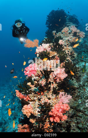Taucher betrachten Korallenriff mit Dendronephthya Klunzingeri Weichkorallen (Dendronephthya Klunzingeri) am Korallenriff Stockfoto