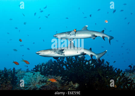 Zwei Weißspitzen-Riffhaie (Triaenodon Obesus) über Coral Reef, Embudu Channel, Indischer Ozean, Tilla oder Tila, Süd-Malé-Atoll Stockfoto