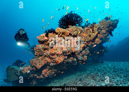 Blick auf ein kleines Korallenriff mit schwarzen Sonne Korallen (Tubastrea Micranthus) und Orange Cup Korallen (Dendrophyllia Taucher Stockfoto