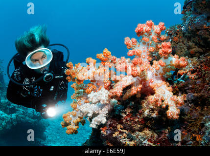 Scuba Diver betrachten Klunzinger Weichkorallen (Dendronephthya Klunzingeri) an einem Korallenriff, Embudu Channel, Indischer Ozean Stockfoto