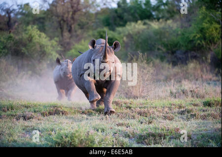 Eine Erwachsene weibliche Spitzmaulnashorn (Diceros Bicornis) laden mit Kalb hinter, Madikwe Game Reserve, Südafrika Eine Erwachsene weibliche Spitzmaulnashorn (Diceros Bicornis) laden mit Kalb hinter, Madikwe Game Reserve, Südafrika