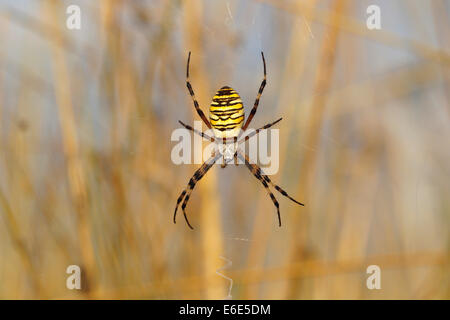 Wasp Spider oder Kugel-weben Spinne (Argiope Bruennichi) auf einem Spinnennetz, Burgenland, Österreich Stockfoto