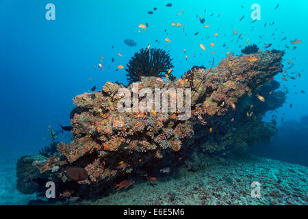 Kleinen Korallenriff mit Tubastrea Micranthus sun Korallen (Tubastrea Micranthus) und Dendrophyllia Gracilis Korallen (Dendrophyllia Stockfoto