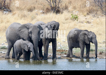 Vier afrikanischen Elefanten (Loxodonta Africana), Erwachsene und Sub Erwachsene stehen und Trinkwasser, Etosha Nationalpark, Namibia Stockfoto