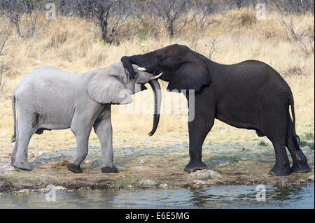 Zwei Sub-adulten afrikanischen Elefanten (Loxodonta Africana) stehen und berühren Stämme, Etosha Nationalpark, Namibia Stockfoto