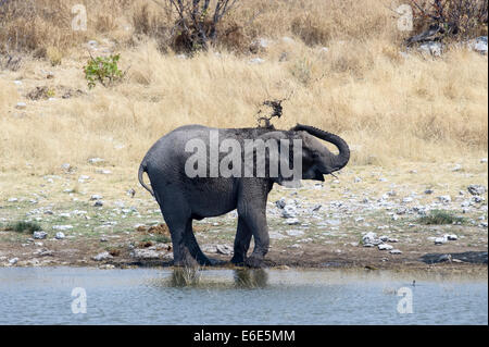 Ein Sub-adulten afrikanischen Elefanten (Loxodonta Africana) Schlamm Baden an einer Wasserstelle, Etosha Nationalpark, Namibia Stockfoto