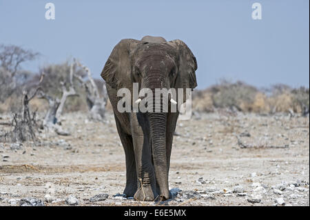 Ein Sub-erwachsenen männlichen afrikanischen Elefanten (Loxodonta Africana), Etosha Nationalpark, Namibia Stockfoto