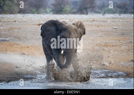 Afrikanischer Elefant (Loxodonta Africana), Stier stehend und planschen im Wasser, Etosha Nationalpark, Namibia Stockfoto