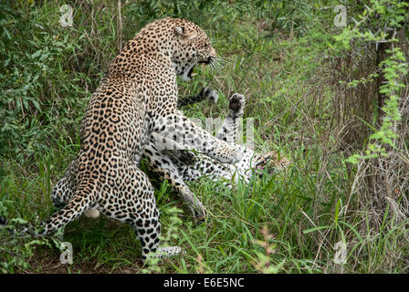 Leoparden (Panthera Pardus), Männchen und Weibchen nach der Paarung, Südafrika kämpfen Stockfoto