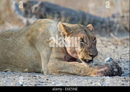 Löwin (Panthera Leo) Knurren beim hinlegen, Etosha Nationalpark, Namibia Stockfoto