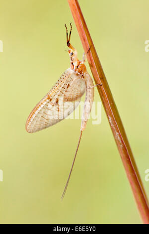 Eintagsfliege (Ephemeroptera) auf Blade of Grass, Nordhessen, Hessen, Deutschland Stockfoto