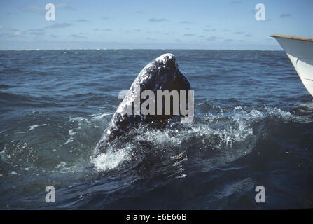 California Grauwal - Eschrichtius robustus Stockfoto