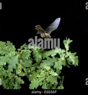 Gemeinsamen Zwergfledermaus Bat - Pipistrellus pipistrellus Stockfoto