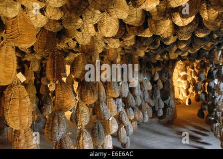 Polesine Parmense (Emilia-Romagna, Italien) Keller für das Altern "Culatello" typische Schinken Stockfoto