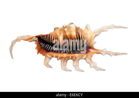 Scorpion Spinne Conch Shell Lambis scorpius Stockfoto