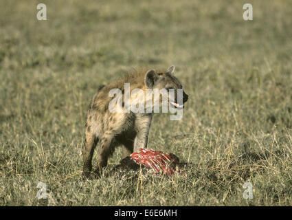 Gefleckte Hyänen - Crocuta crocuta Stockfoto