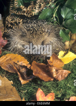 Igel - Erinaceus europaeus Stockfoto