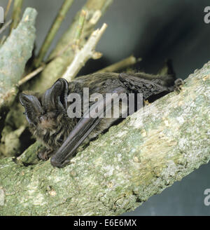 Mopsfledermaus - Barbastella barbastellus Stockfoto