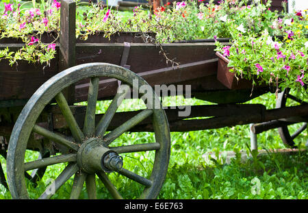 Oldtimer Holzwagen mit Farbe Blumen Stockfoto