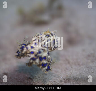 Blau-beringte Krake in ein Muck Tauchen in Camiguin, Philippinen Stockfoto