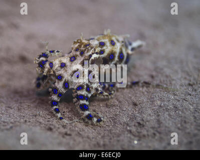 Blau-beringte Krake in ein Muck Tauchen in Camiguin, Philippinen Stockfoto