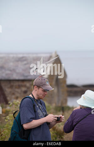 Küstenseeschwalbe STERNA Paradisaea thront auf einem Männerkopf, Farne Islands, Northumberland, England, UK Stockfoto