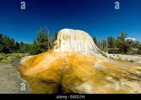 Elefant heißen Frühling auf geothermische Skigebiet Mammoth, Yellowstone-Nationalpark, Wyoming, USA Stockfoto