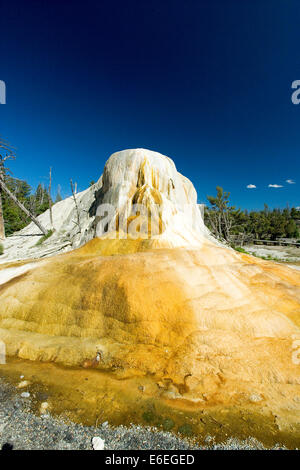 Elefant heißen Frühling auf geothermische Skigebiet Mammoth, Yellowstone-Nationalpark, Wyoming, USA Stockfoto