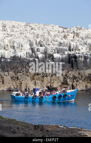 Billy Shiel Farne Islands Bootsfahrt mit Felsen im Hintergrund, Northumberland, England, UK Stockfoto