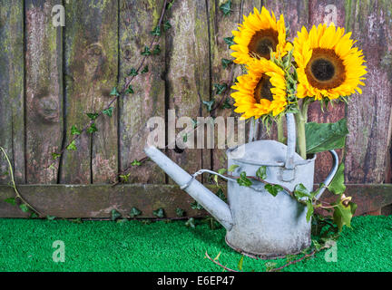 Vintage Metall Gießkanne mit drei Sonnenblumen gegen einen rustikalen verwitterter Holzzaun Stockfoto