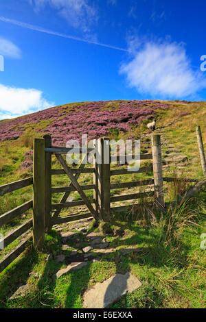 Tor auf der Pennine Way auf Torside Clough, Bleaklow, Derbyshire, Peak District National Park, England, UK. Stockfoto