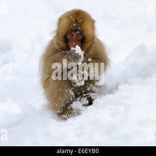 Japanischen Makaken aka Schneeaffen spielen im Schnee in den Bergen in der Nähe von Nakano auf Honshu, Japan. Stockfoto