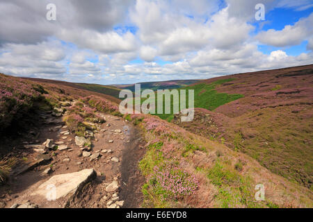 Heather auf der Pennine Way auf Torside Clough, Bleaklow, Derbyshire, Peak District National Park, England, UK. Stockfoto