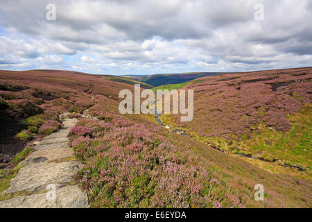 Heather auf der Pennine Way auf Torside Clough, Bleaklow, Derbyshire, Peak District National Park, England, UK. Stockfoto