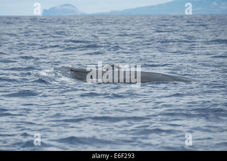 Finnwal, Balaenoptera Physalus auftauchen, in der Nähe von Pico, Azoren, Atlantik. Stockfoto